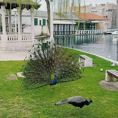Appartement Brane Solin